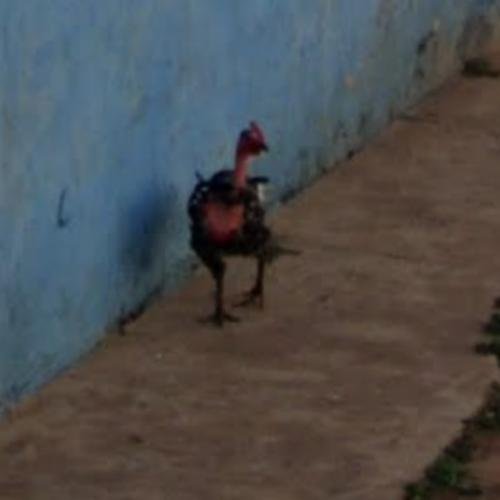 Image: Juega al Juego de la Calle Pollo en España: Últimas Noticias